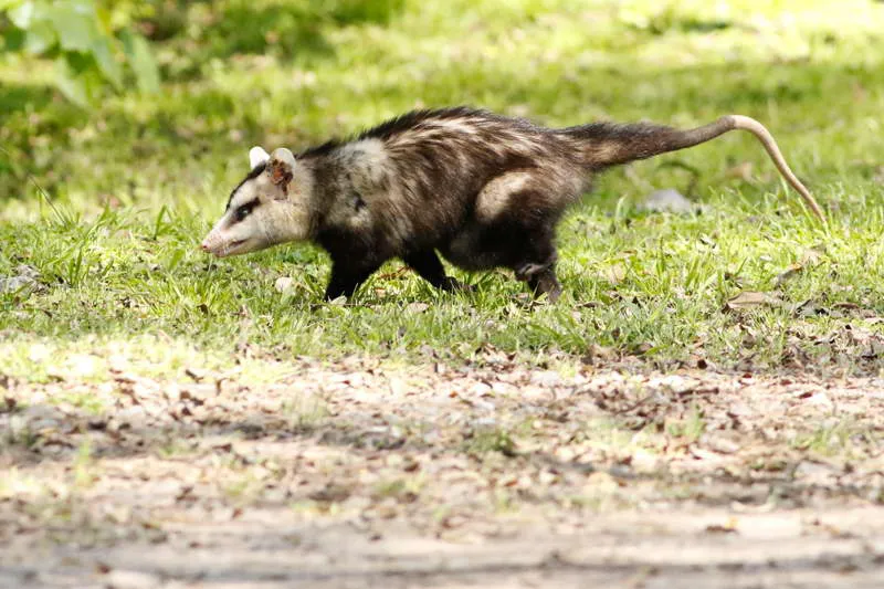 coma_overa_jst_29-9-20_8