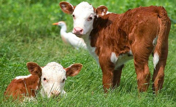 destete_ganado_argentina_fyo_0