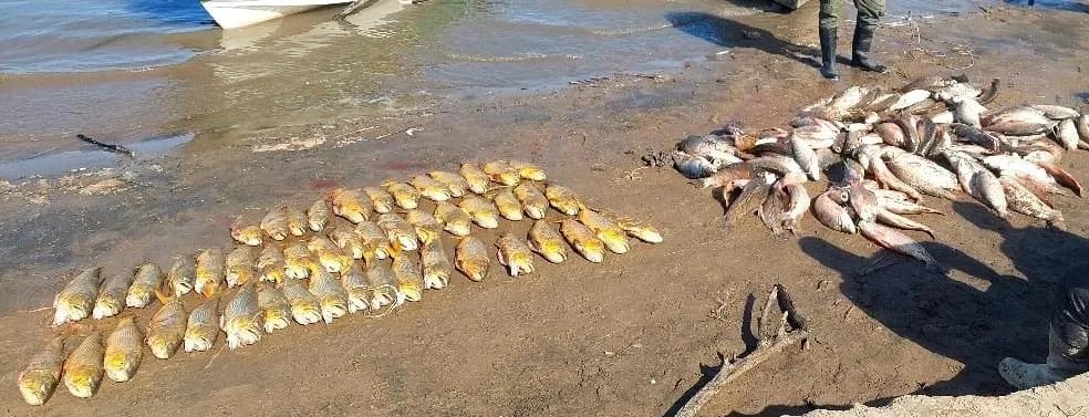 pesca